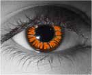 contact lenses
