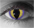 contact lenses