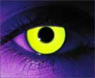 contact lenses
